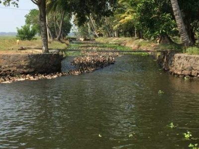 Ducks-on-the-Canals-in-the-Kerala-Backwaters-qrks6vxhmfga9qnn50sb7buqo93j61lsfd7rkv6ri0